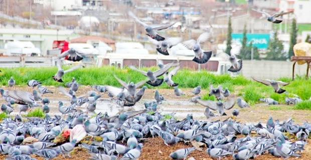 Güvercinler buğday pazarını mesken tuttu