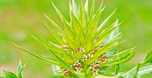 Bilim literatürüne ‘Anatolia’ adında alt cins bitki kazandırıldı