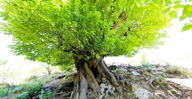 410 yıllık kestane ağacı tescillendi