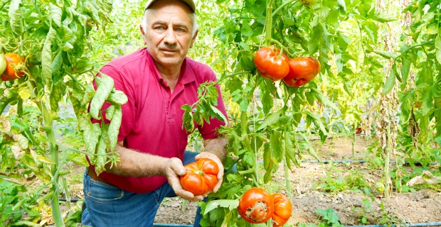Bu domatesler ağırlıklarıyla dikkat çekiyor