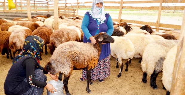 Devletten hibe aldığı 40 koyunu 120’ye çıkarttı