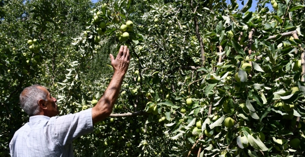Kuraklığın uğramadığı köyde tonlarca elma yetişti