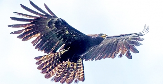 Yırtıcı kuşların soyu tükeniyor: Yüzde 30’u tehdit altında