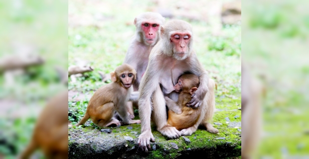 Maymunlar intikam için 250 köpek yavrusunu öldürdü