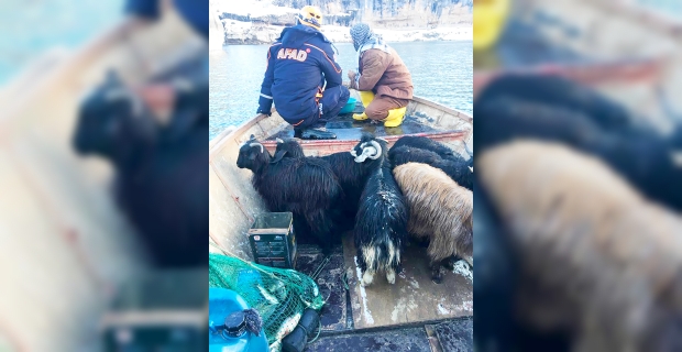 7 keçi tekne ile kurtarıldı