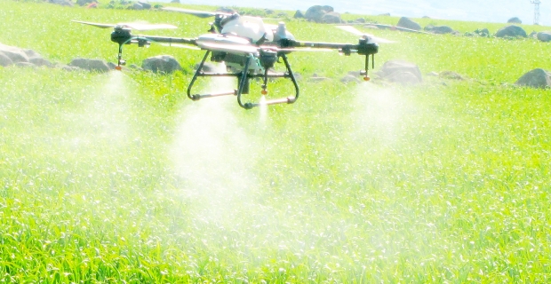 Sarımsak tarlaları dronla ilaçlandı