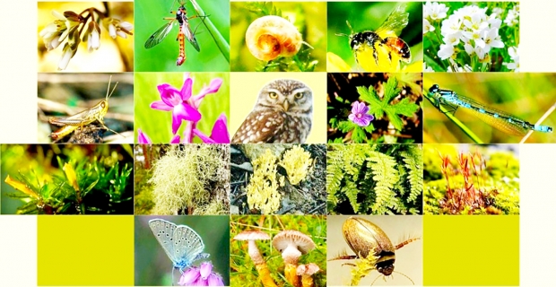 Böcek biyoçeşitliliği yeniden şekilleniyor