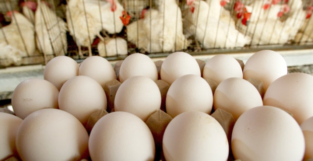‘Piyasada yumurta tavuğu kalmayacak’