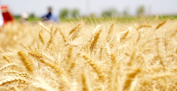 En kaliteli buğday Diyarbakır’dan 
