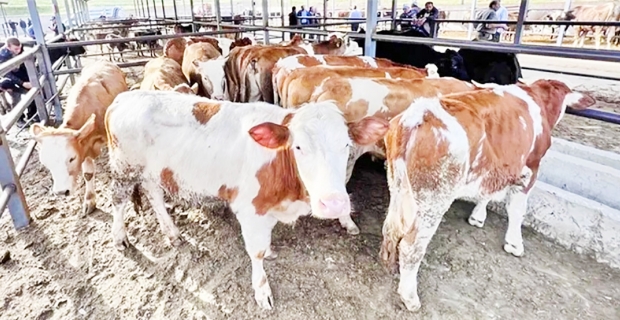 Et ve Süt Kurumu, üreticilerin  kurbanlıklarını satın alacak
