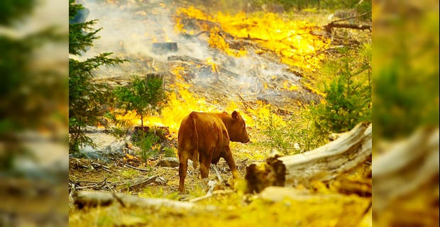 Hayvanlar yangınlarda zarar görüyor