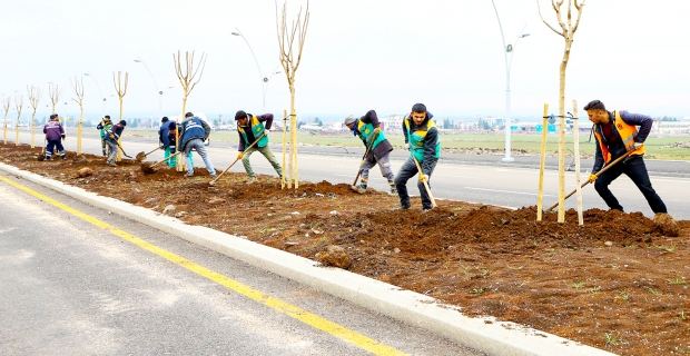Necmettin Erbakan Bulvarı'na bin 700 ağaç dikildi