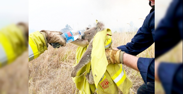 Orman yangınlarından etkilenen  hayvanlara nasıl yardım edebiliriz?