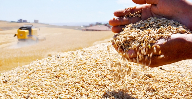 Türkiye, arpa ve buğday ithalatında dünya üçüncüsü