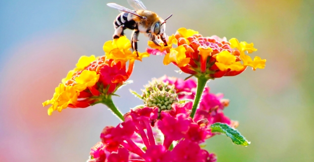 Bal arıları: Yanlışlar/doğrular