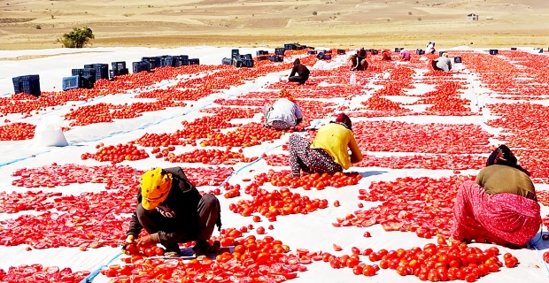Bitlis’ten Amerika ve Avrupa’ya kurutulmuş domates