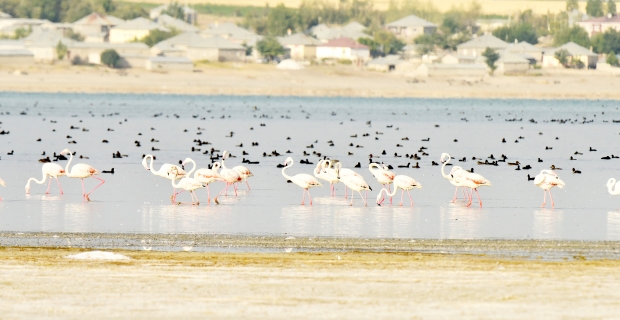 Kuş cenneti Arin Gölü'nde tehlike çanları