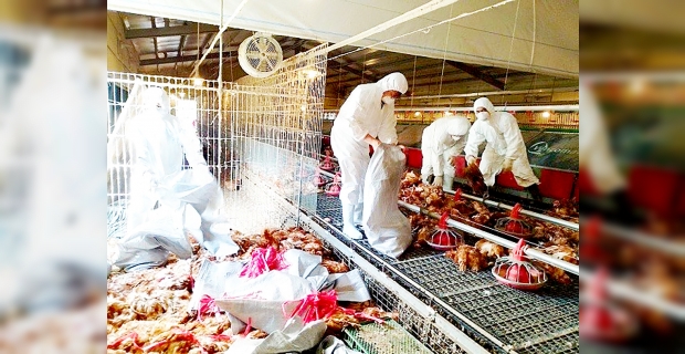 Tayvan'da kuş gribi alarmı:  8 bin 599 tavuk itlaf edildi