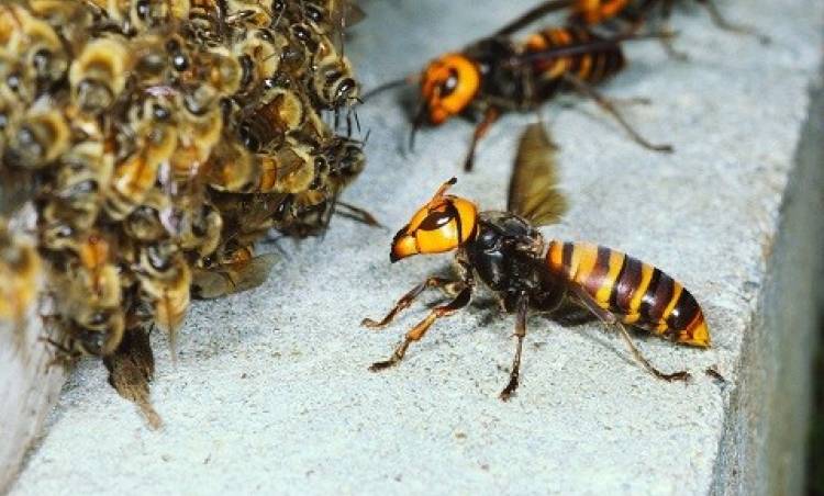 Bu yıl yüzde 70 oranında arı ölümü gerçekleşti