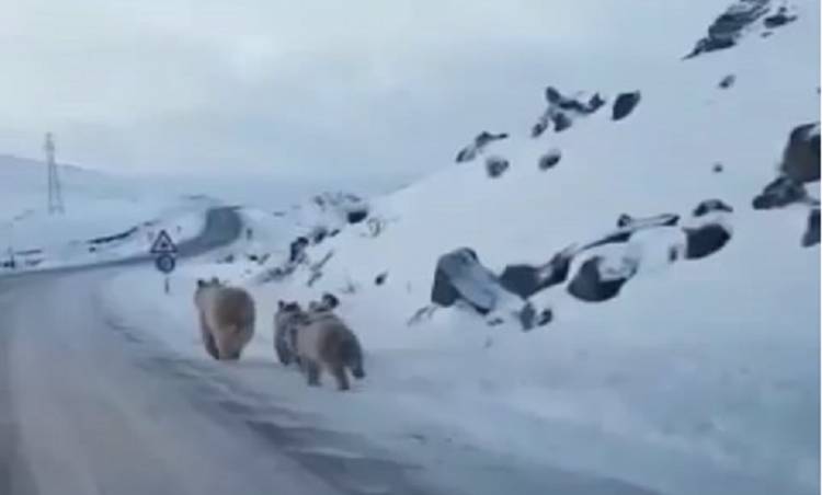 Diyarbakır'da yola inen ayılar görüntülendi