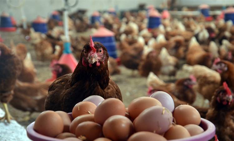 Tavuk yumurtası üretimi  arttı