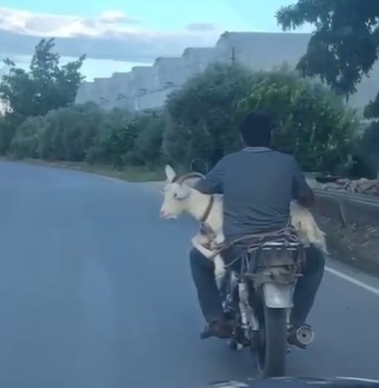 Keçinin motosiklet yolculuğu gülümsetti